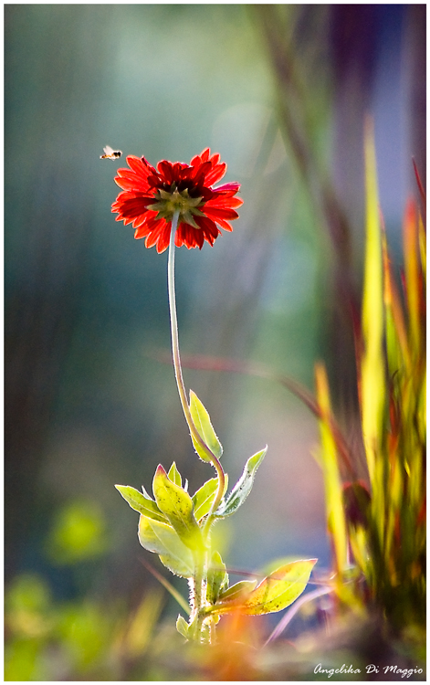 Sommerblüte