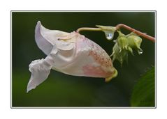 Sommerblüte