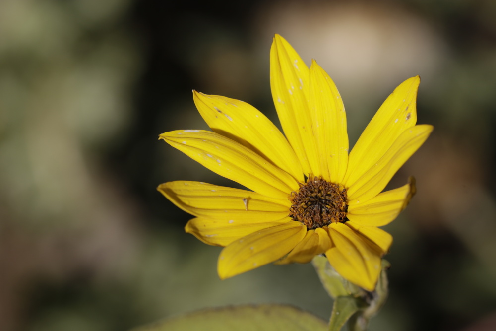 Sommerblüte