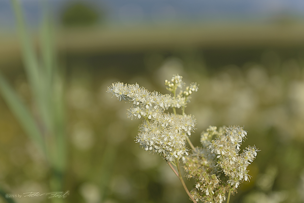 Sommerblüte