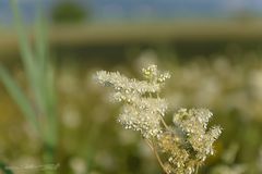 Sommerblüte