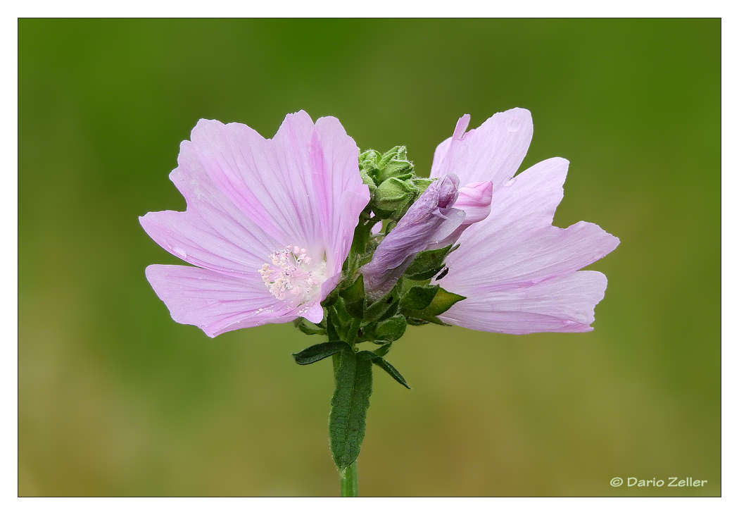 Sommerblüte