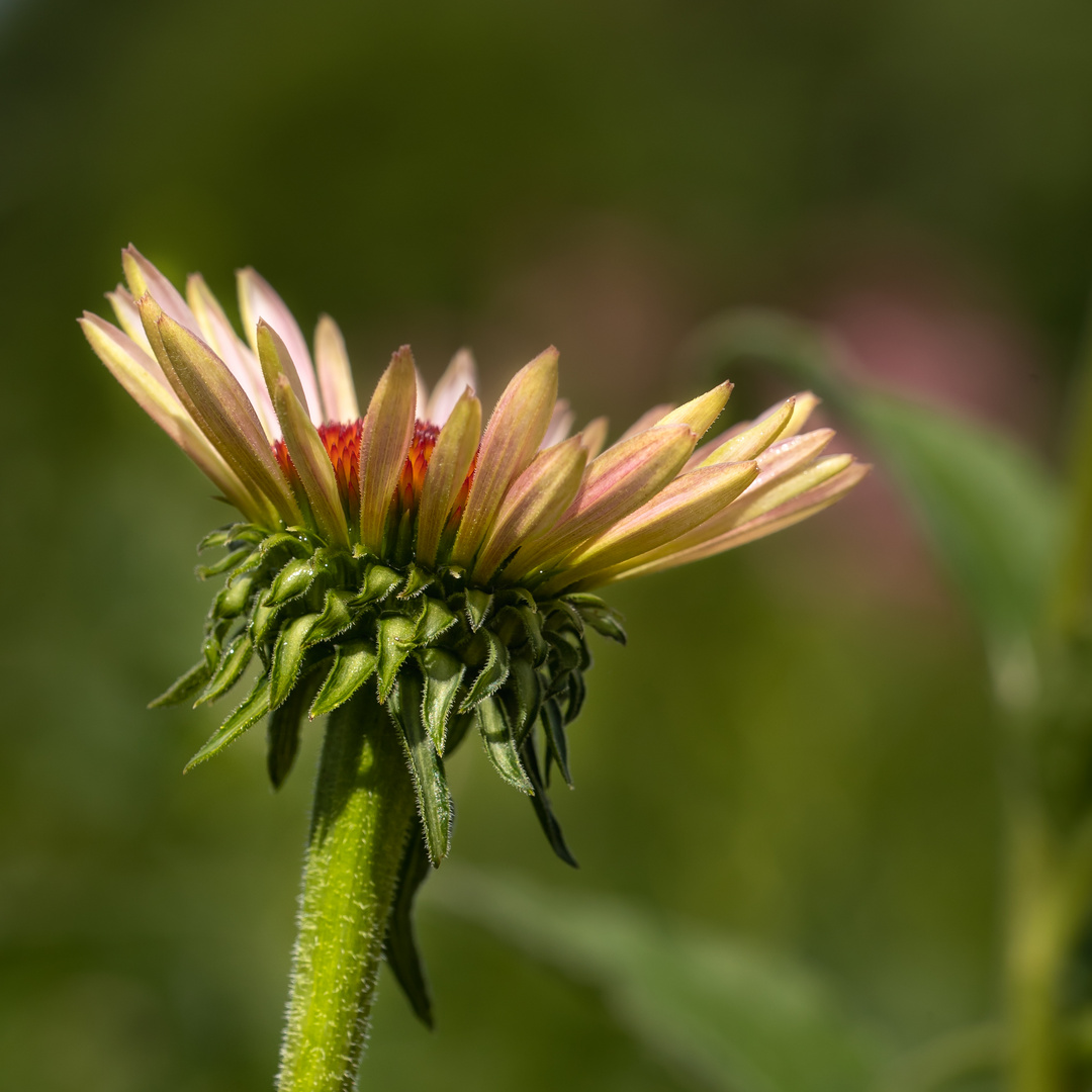 Sommerblüte