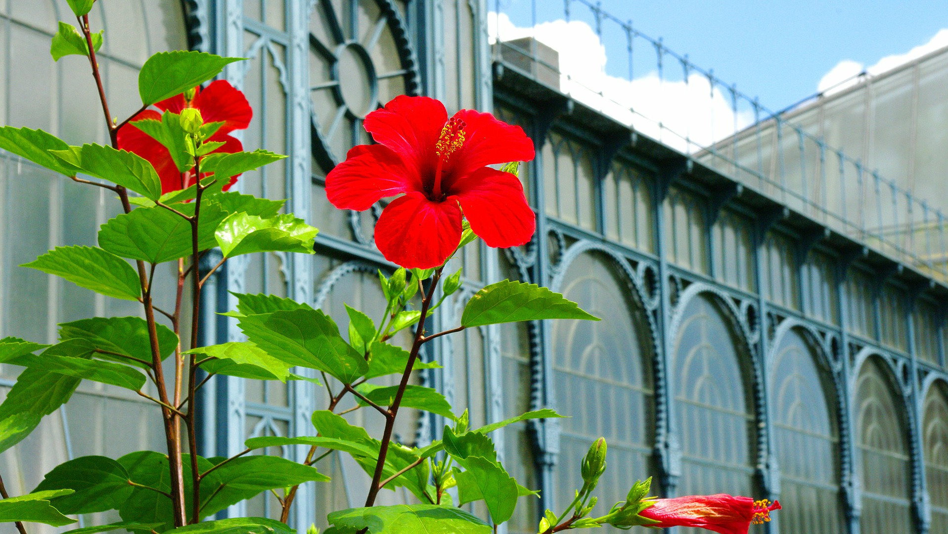 Sommerblüte