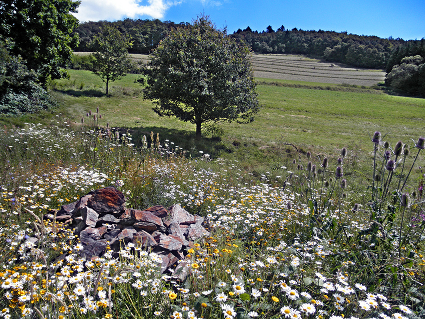 Sommerblüte