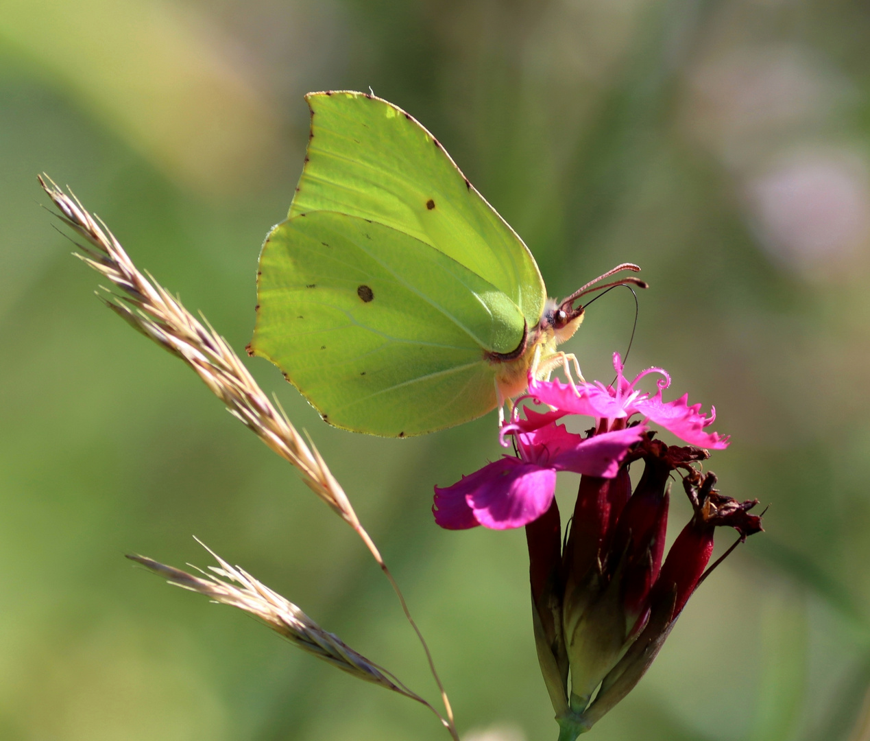 Sommerblüte