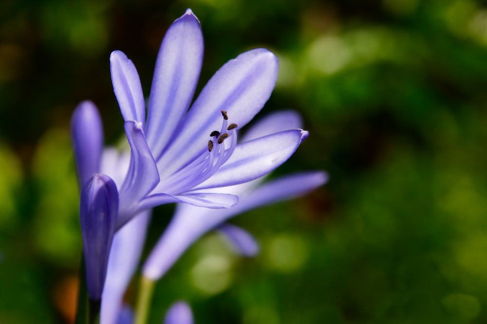 Sommerblüte