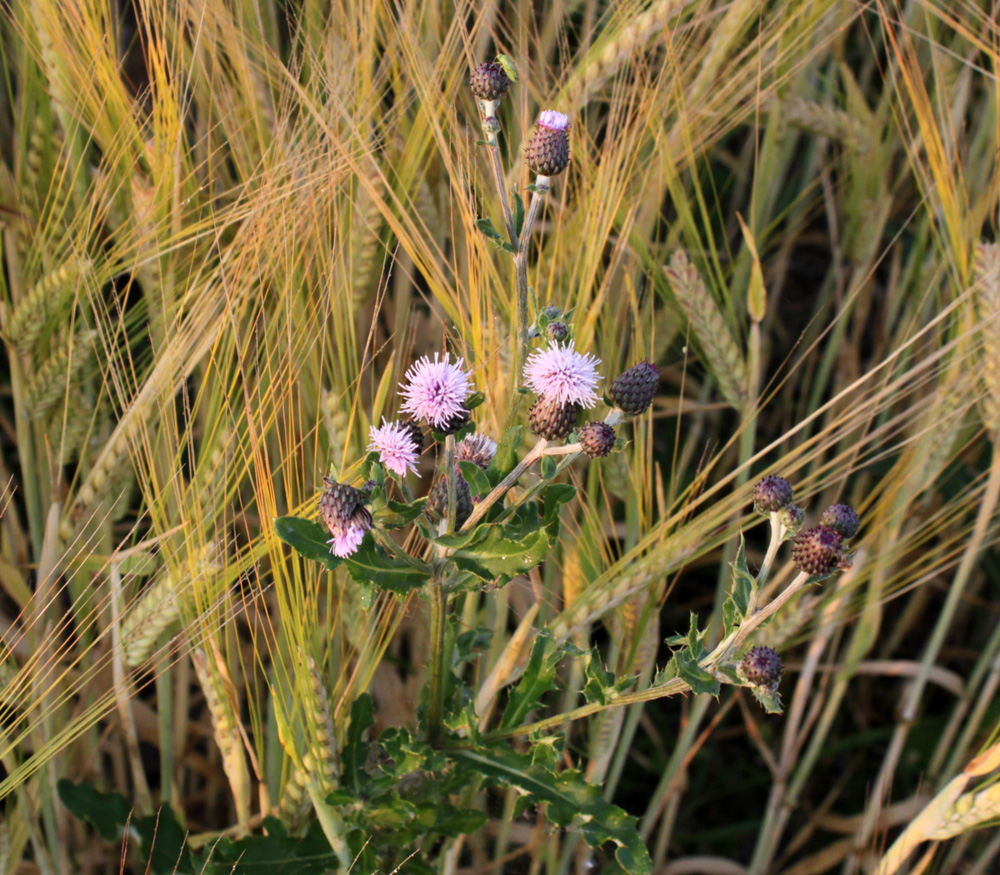 Sommerblüte