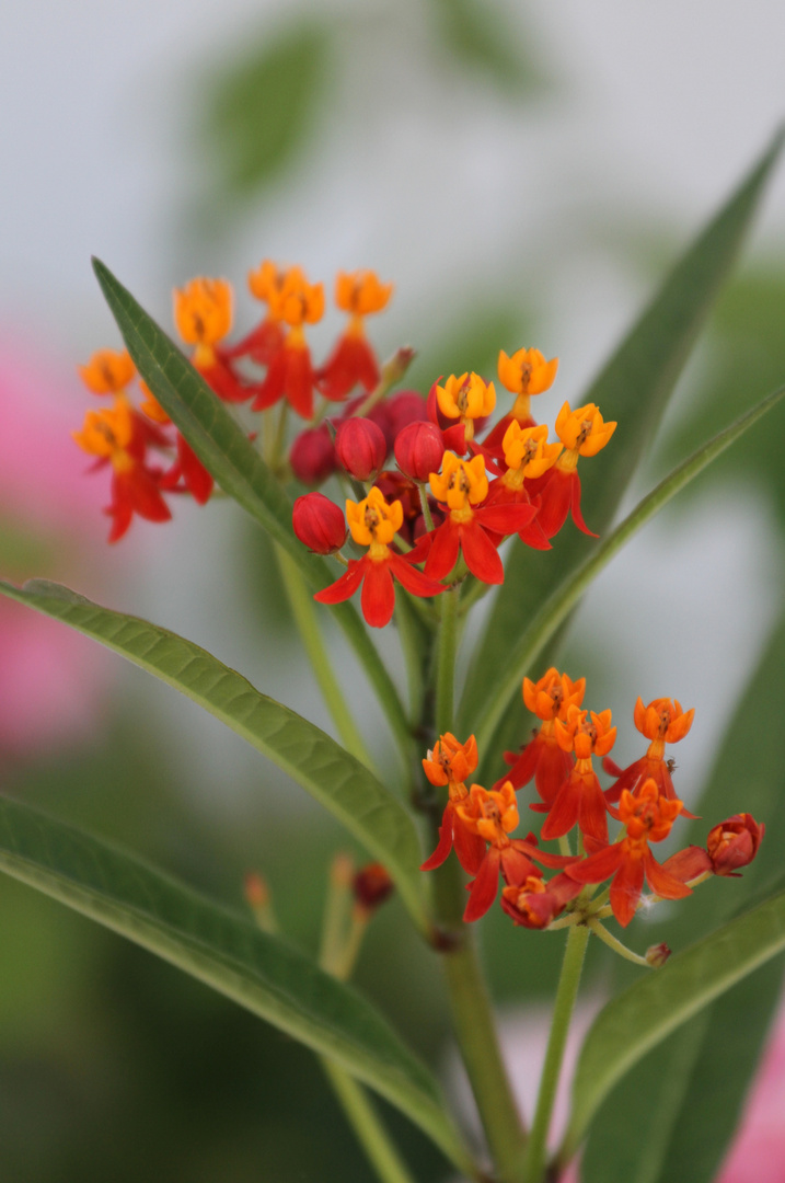 Sommerblüte