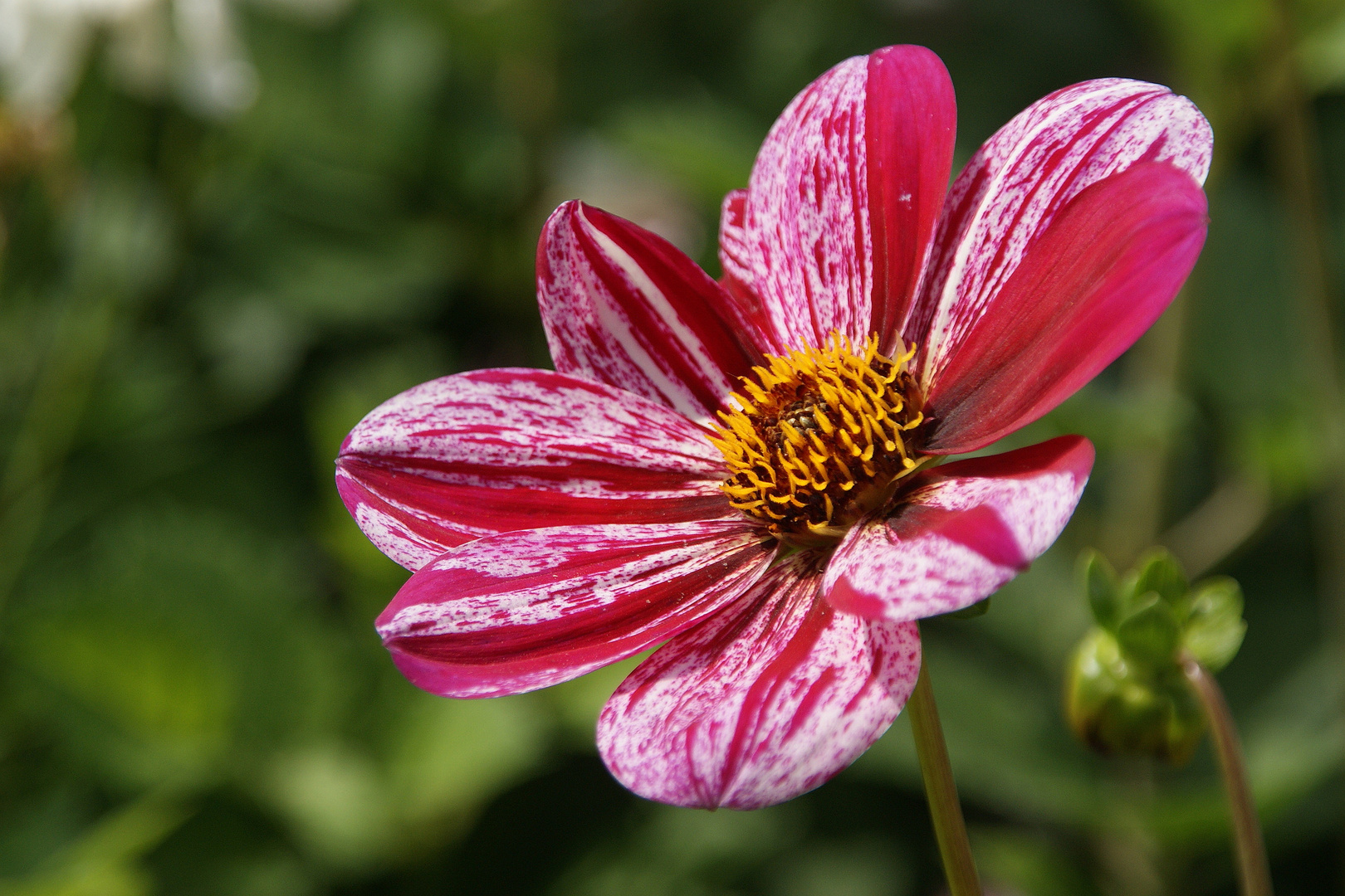 Sommerblüte