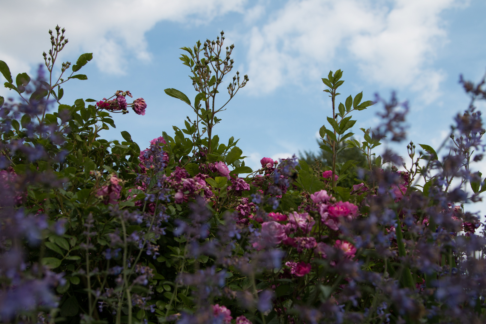 Sommerblüte