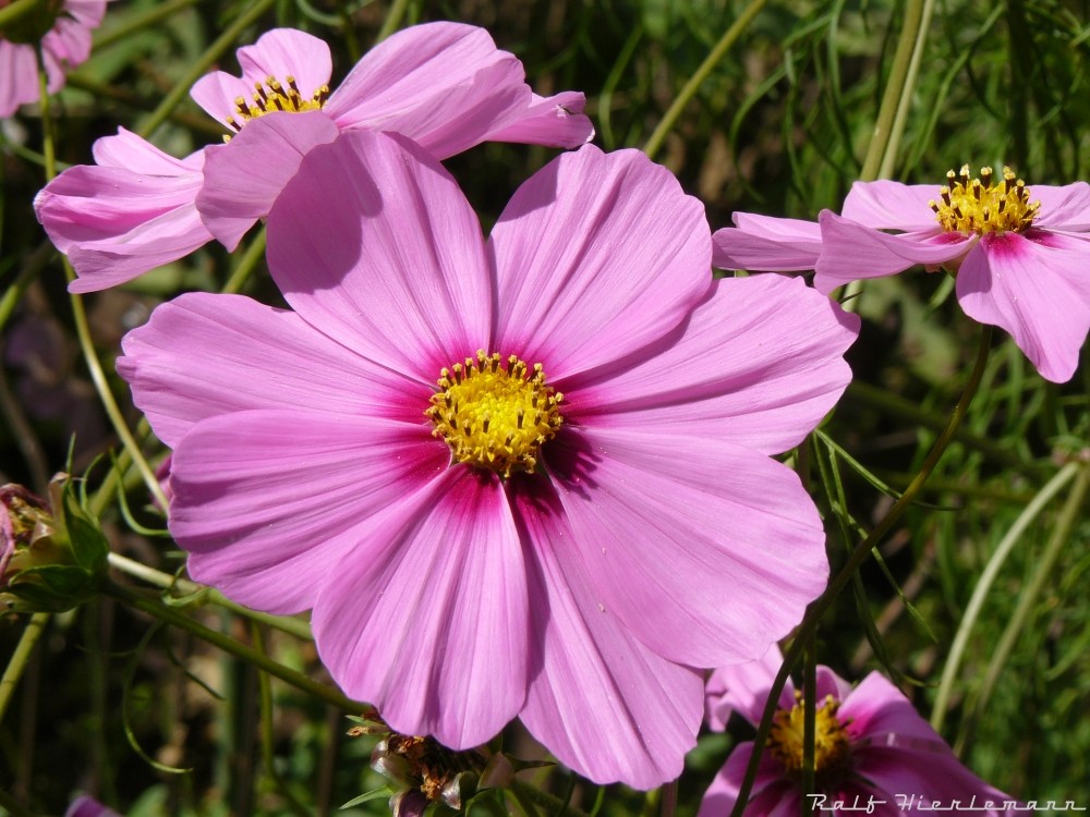 Sommerblüte