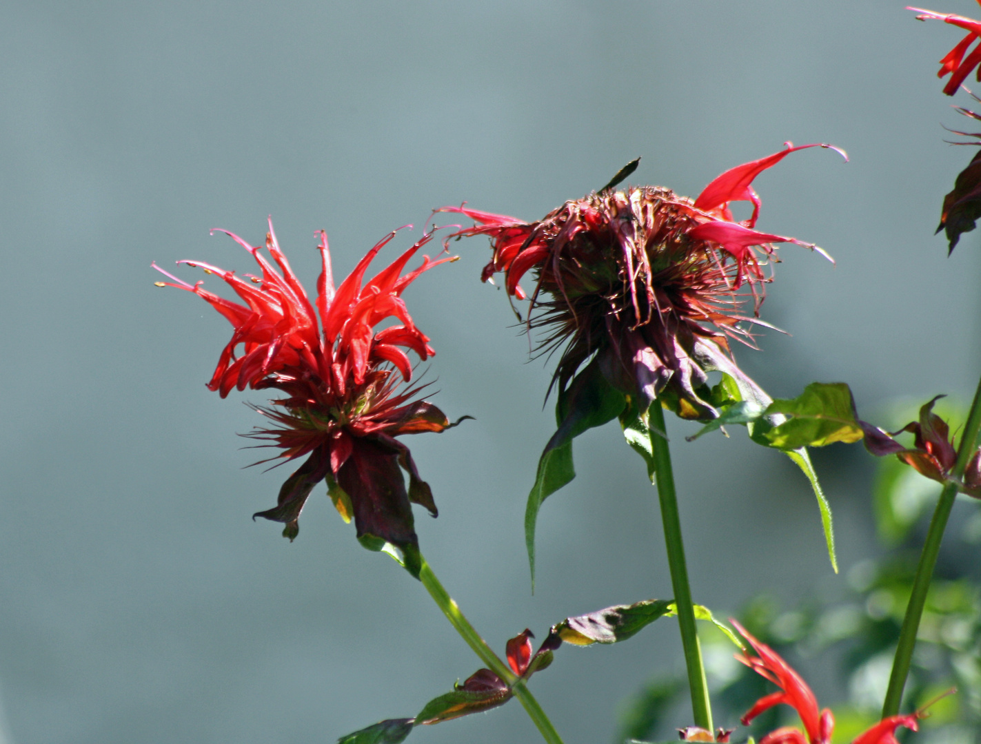 Sommerblüte