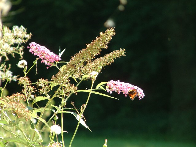 Sommerblüte