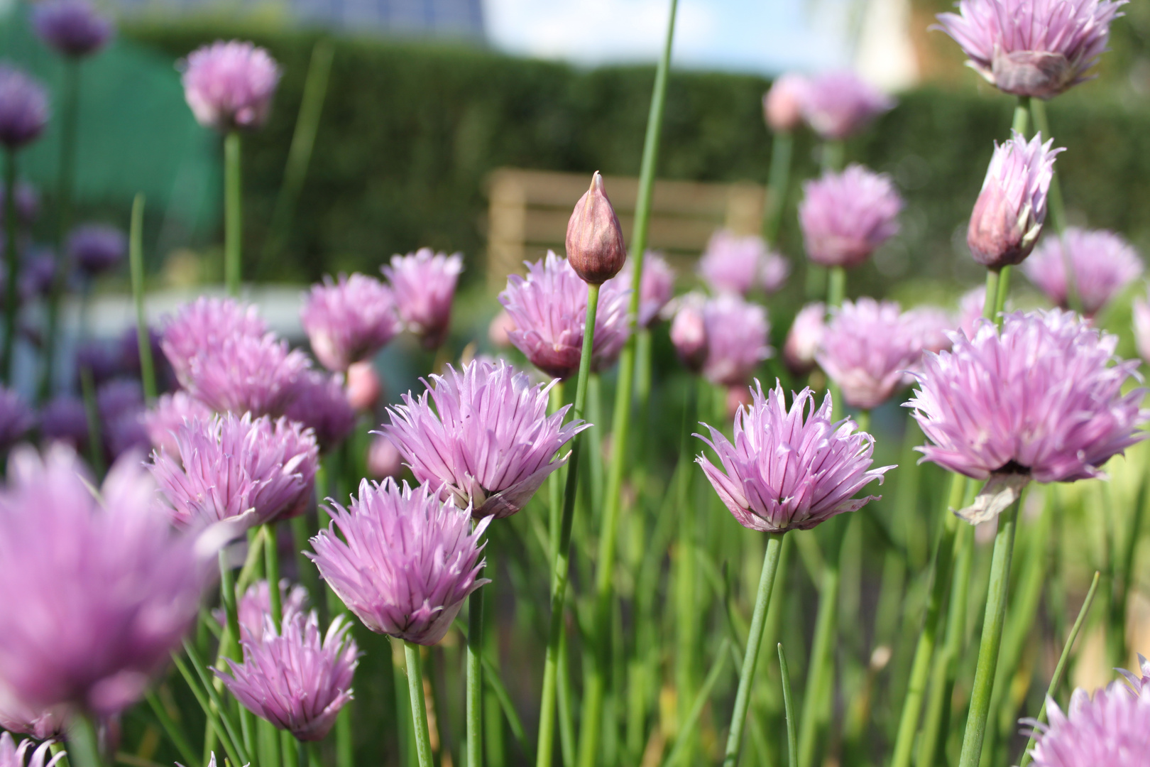 Sommerblüte