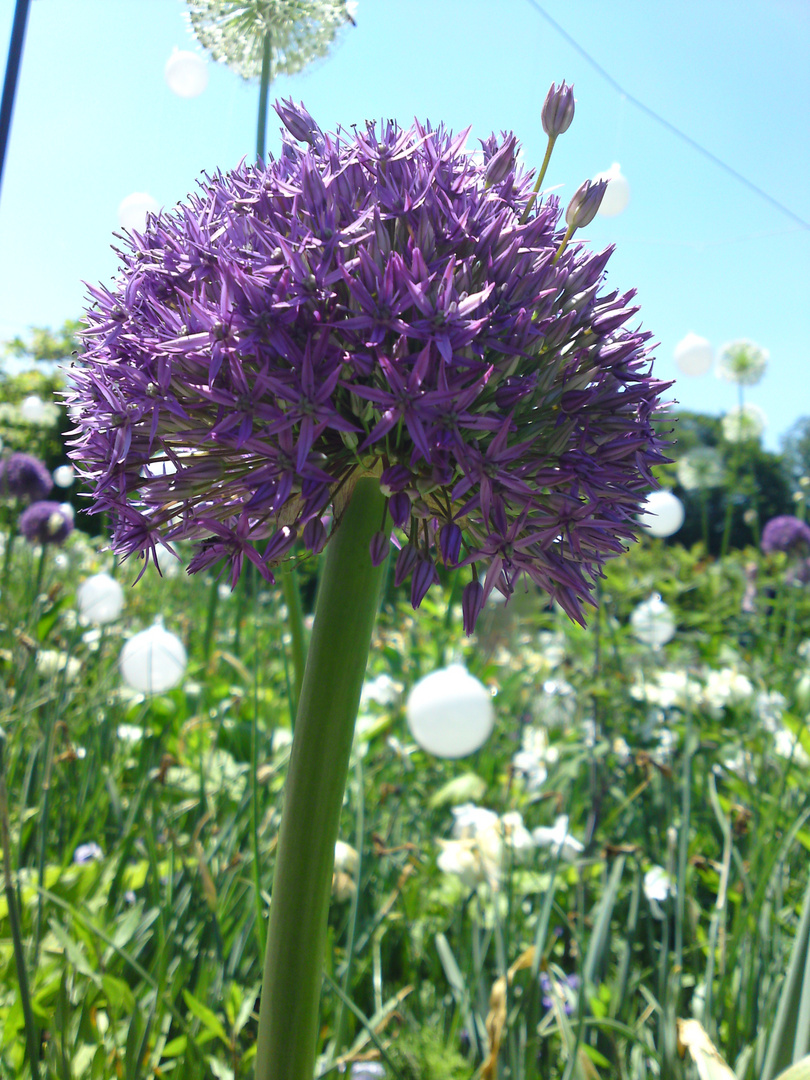 Sommerblüte