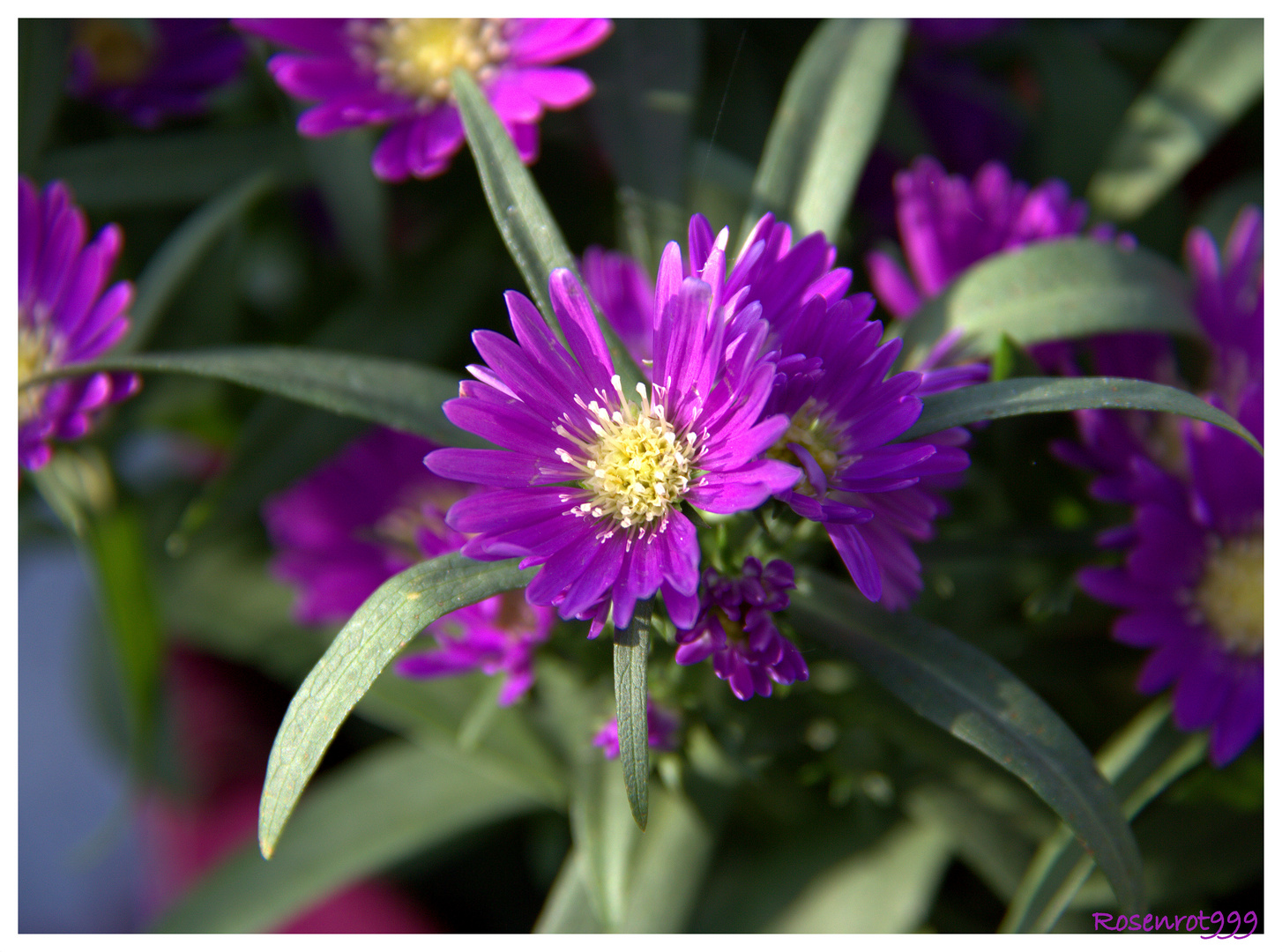 Sommerblüte