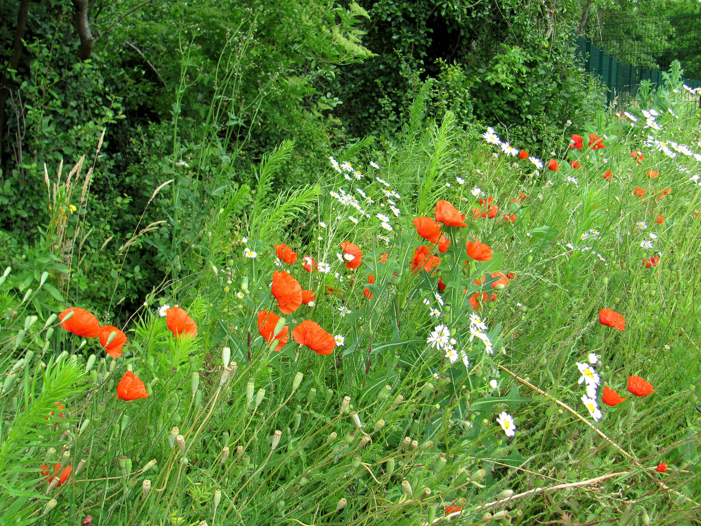 Sommerblüte am Weg