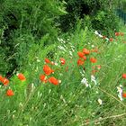 Sommerblüte am Weg