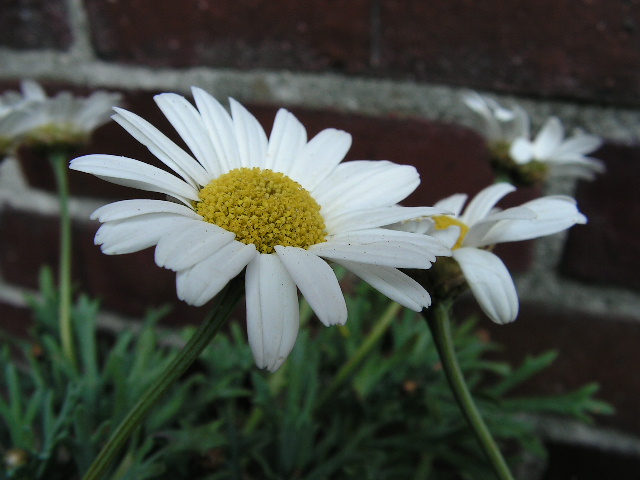 Sommerblüte