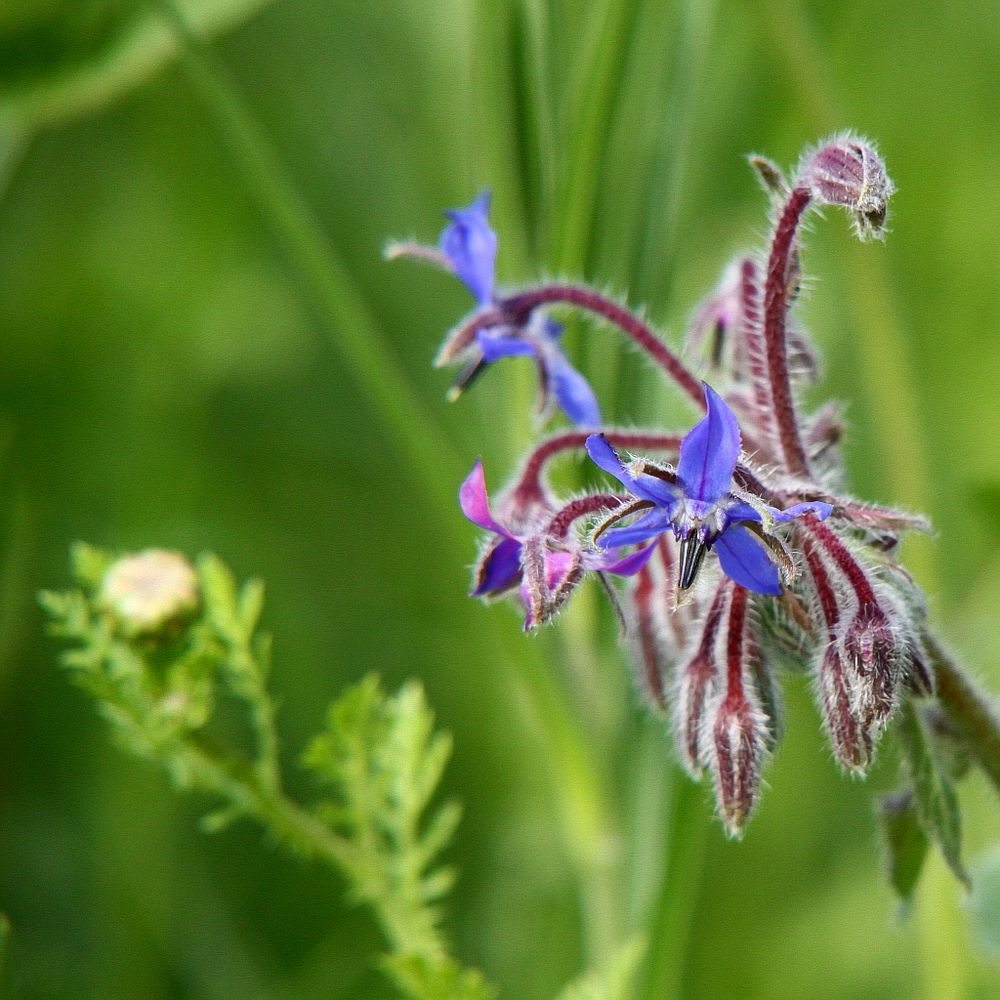 Sommerblüte