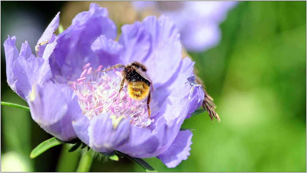 ... Sommerblüte ...