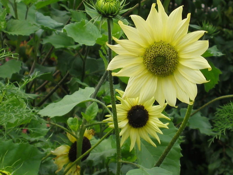 Sommerblüte