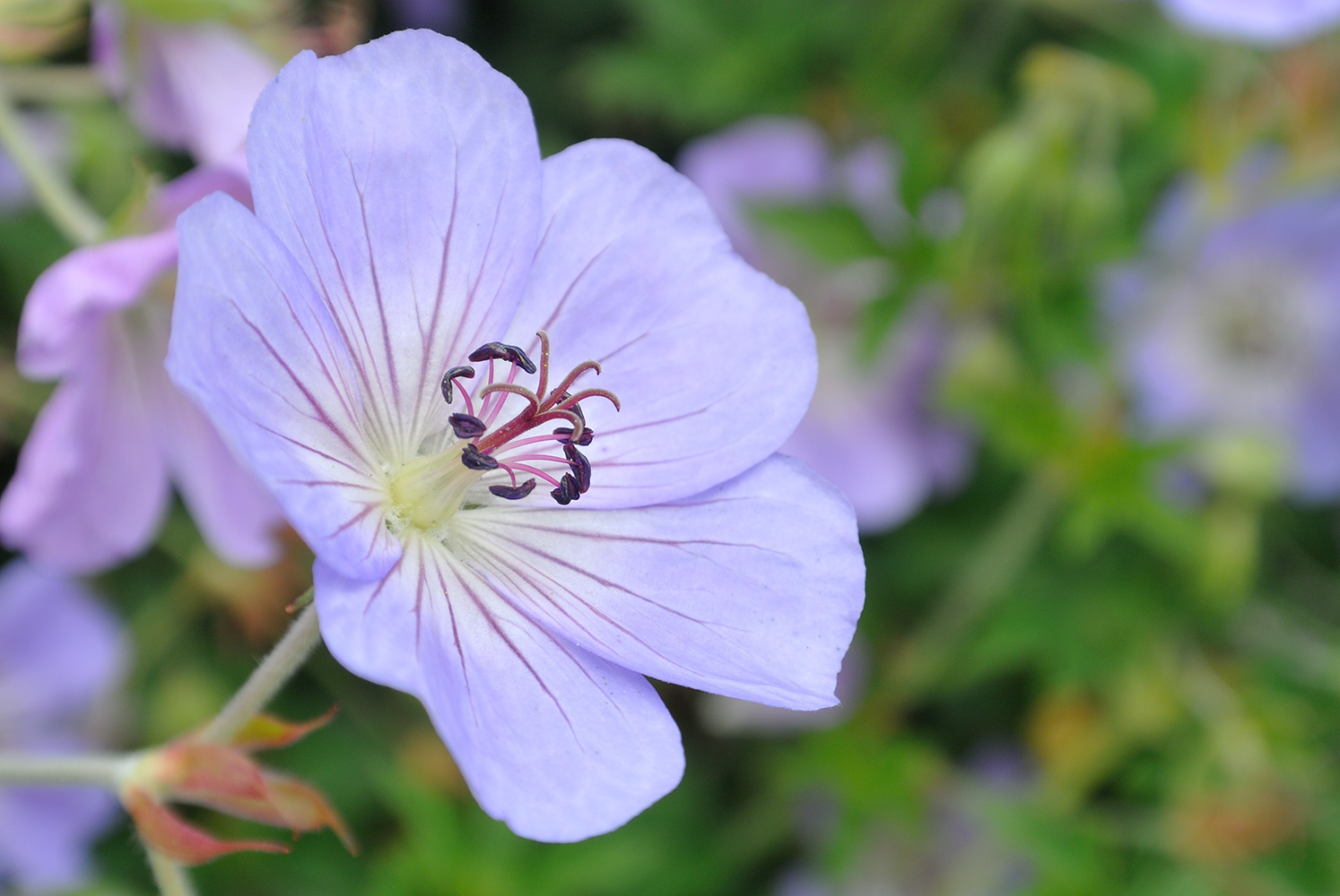 Sommerblüte