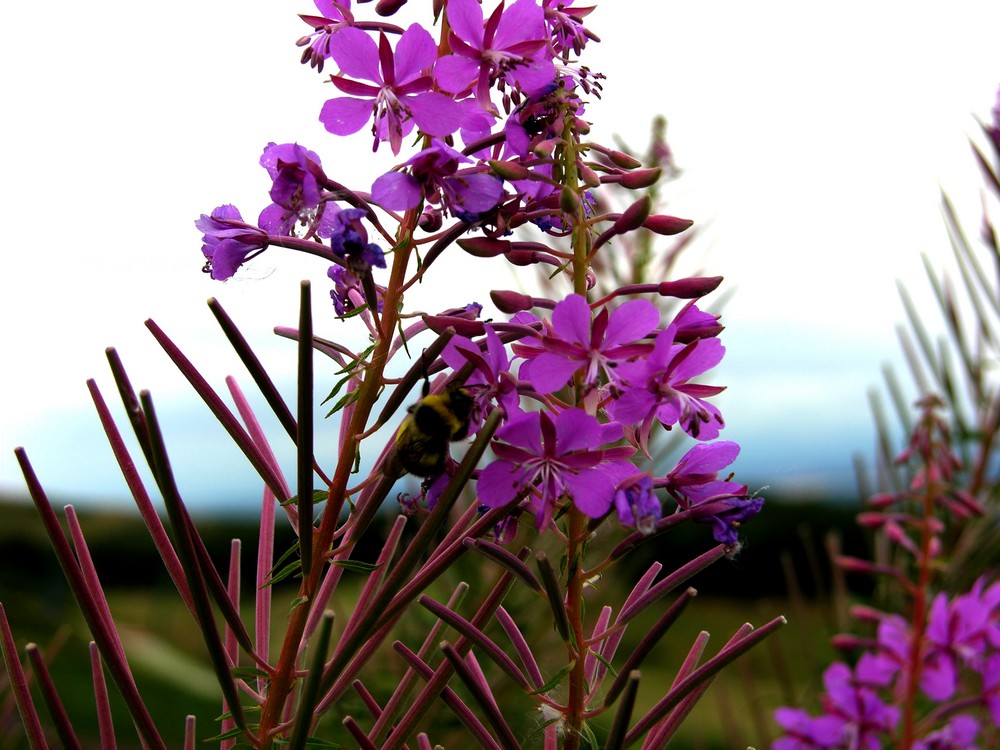 Sommerblüte