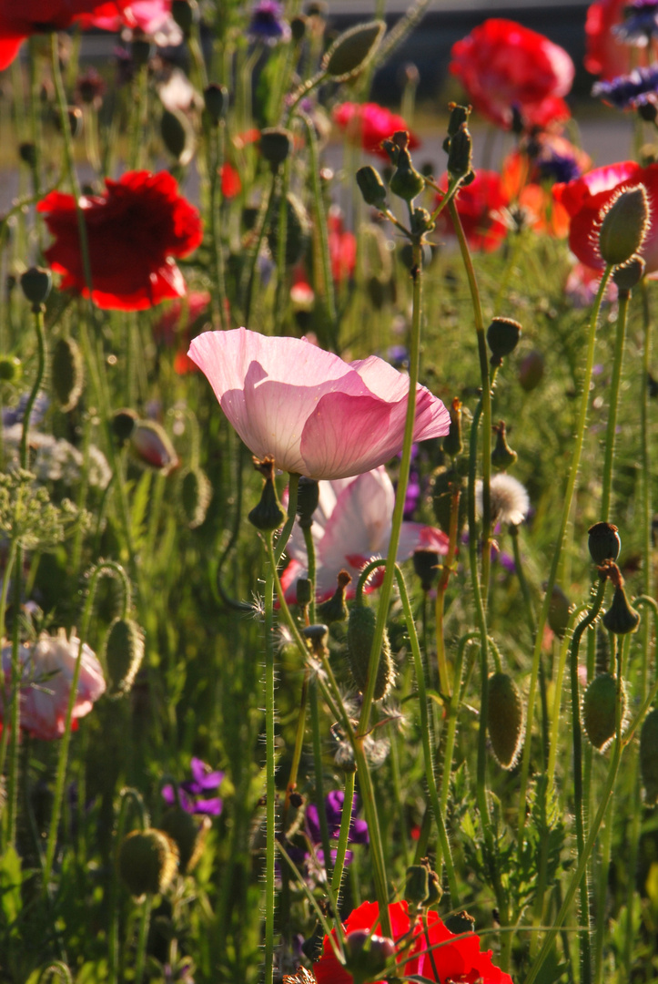 Sommerblüte