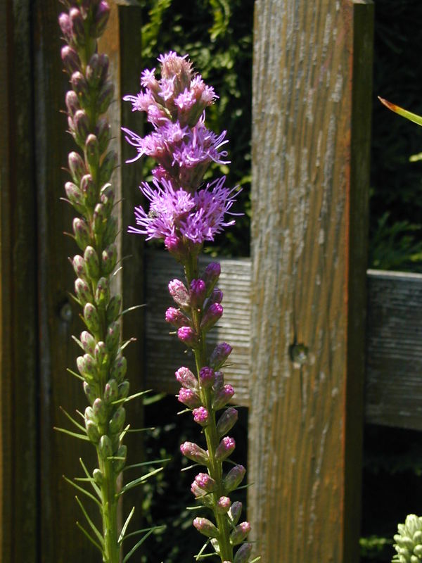 sommerblüte