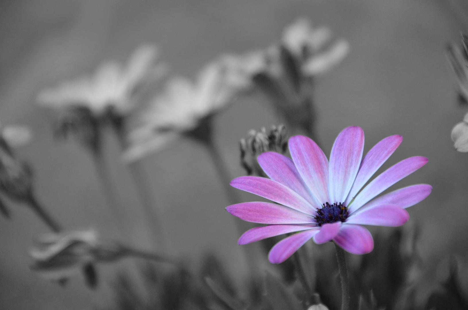 Sommerblüte in farbloser Unendlichkeit