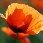 Sommerblüte - Klatschmohn - 