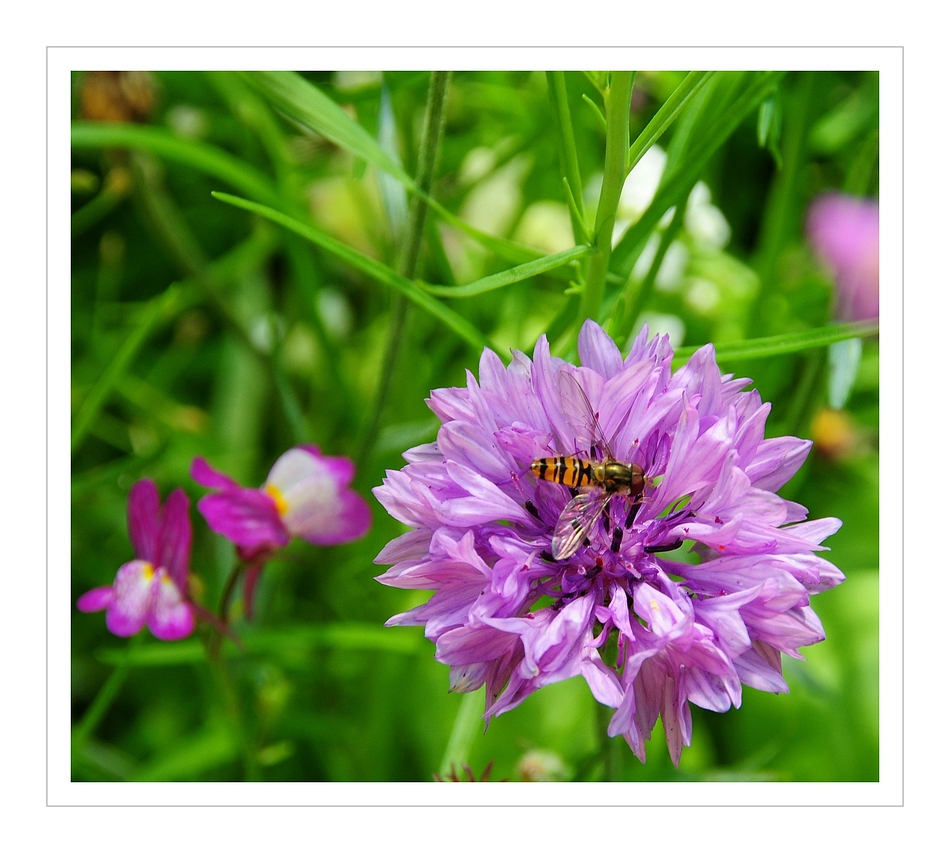 Sommerblüte mit Besuch