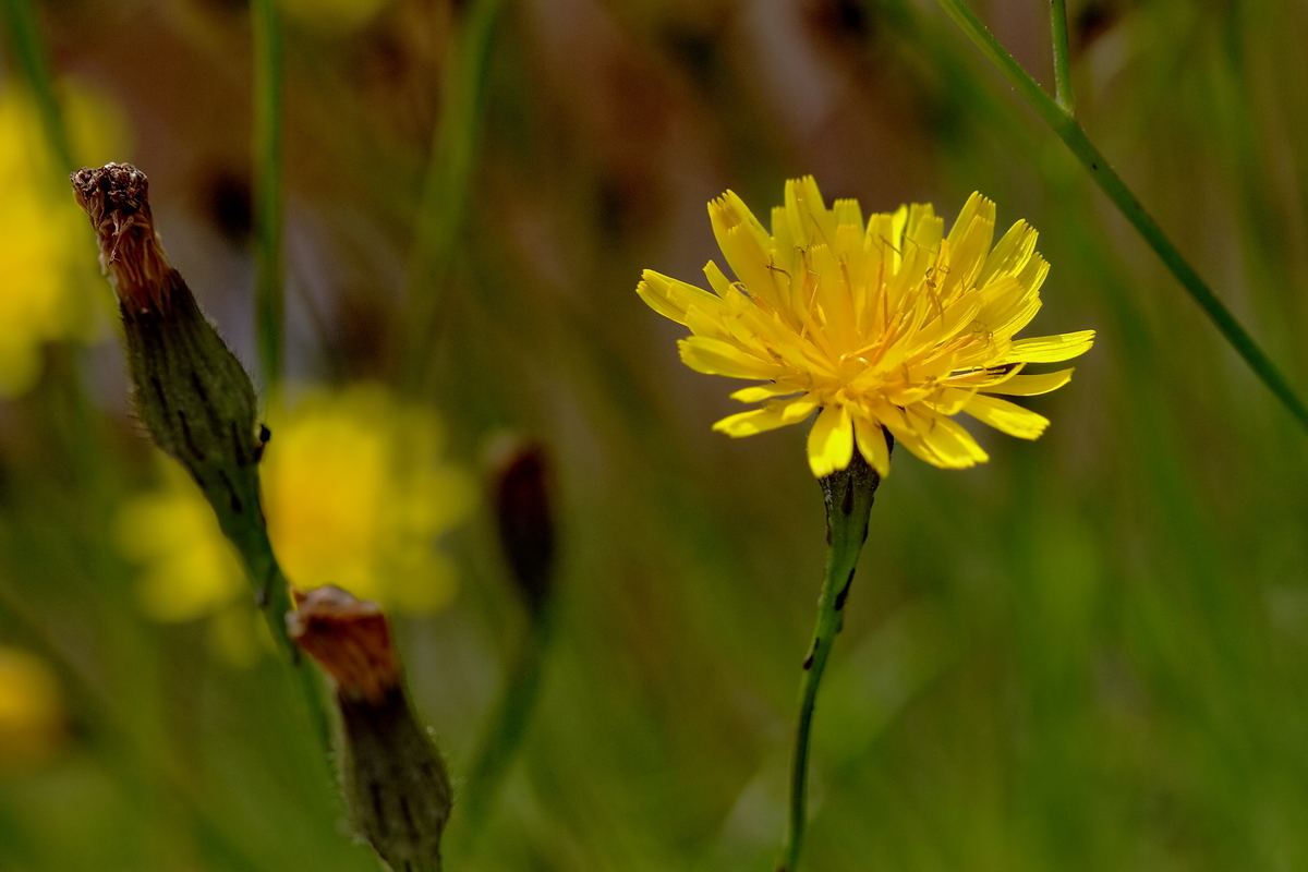 Sommerblüten