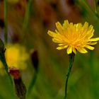 Sommerblüten