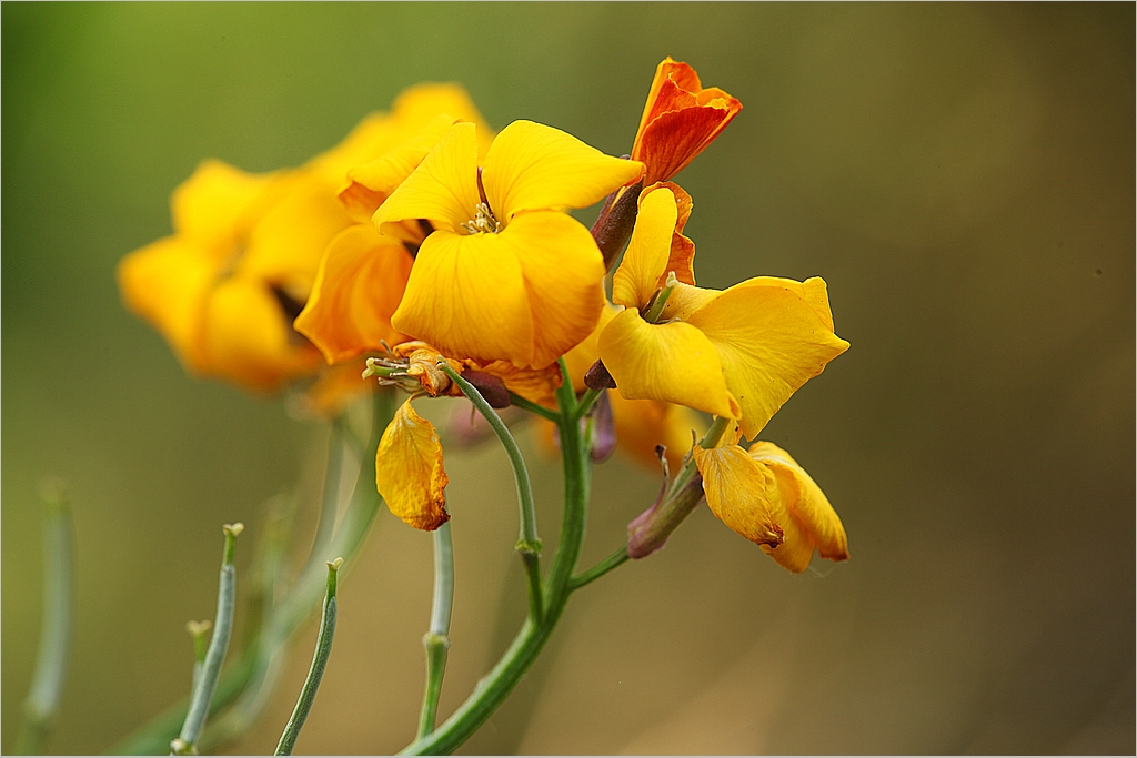 Sommerblüten