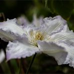 Sommerblüten .