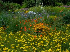 Sommerblüten -2-