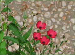 Sommerblüten