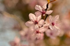 Sommerblüten