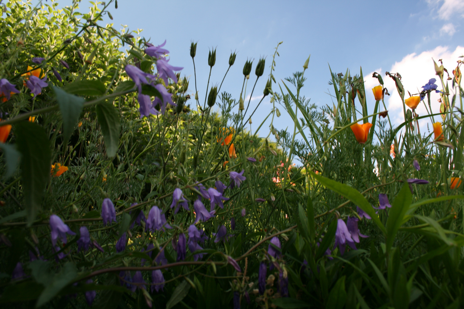 Sommerblüten