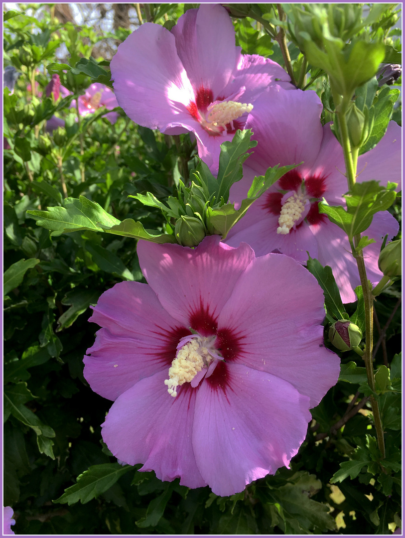 Sommerblüten