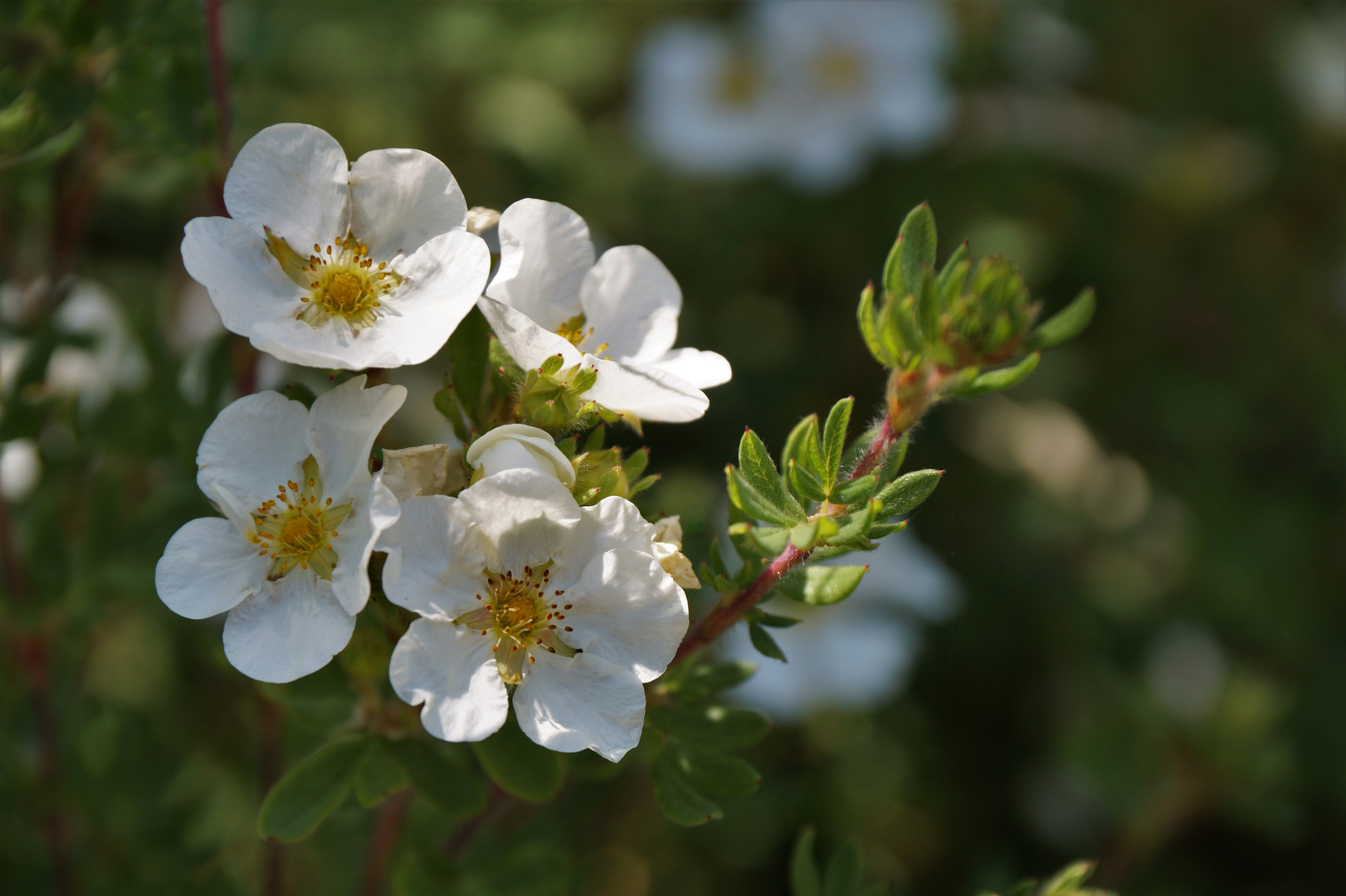 Sommerblüten...