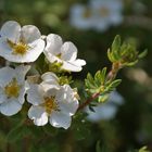 Sommerblüten...