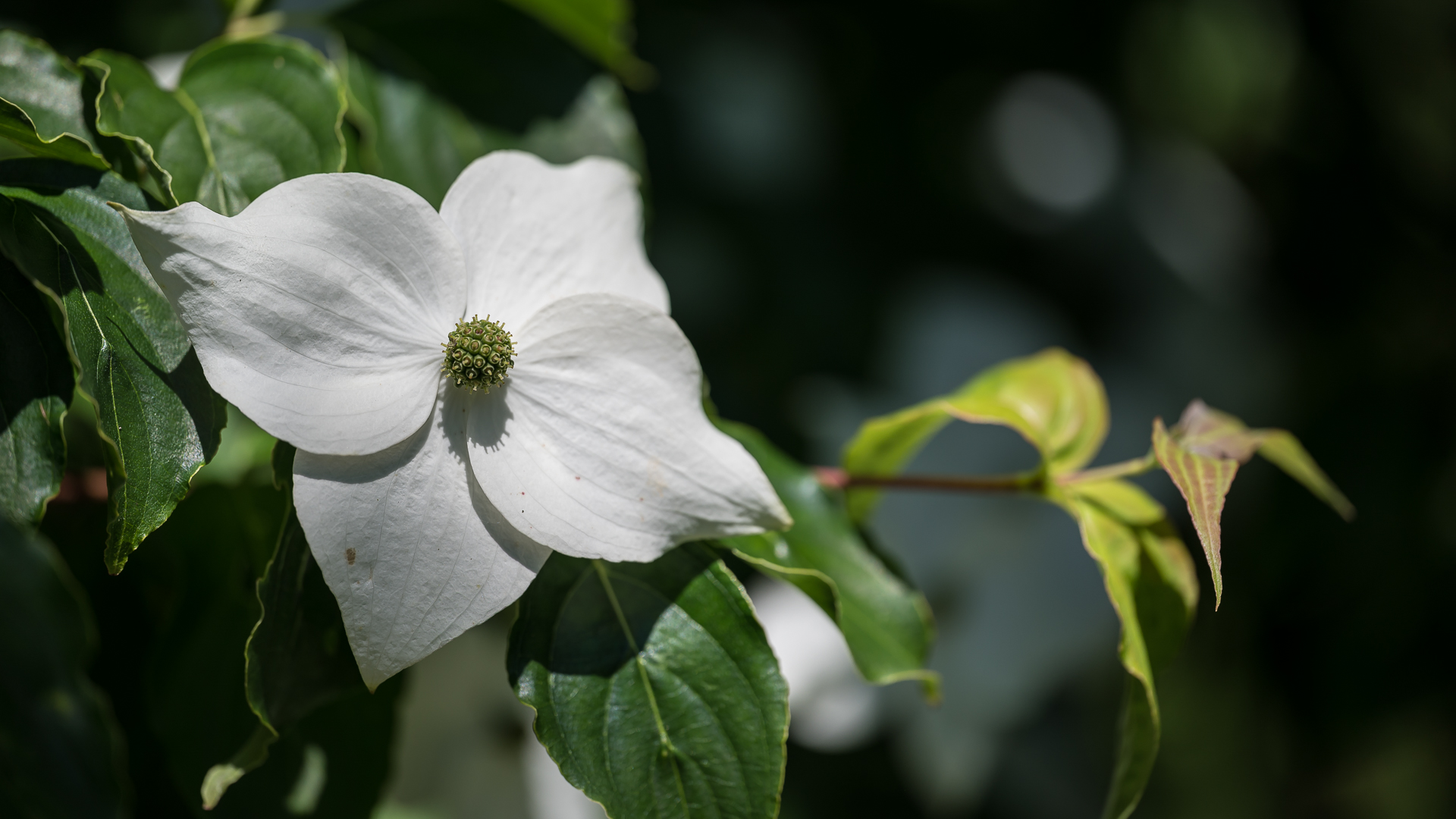 Sommerblüten