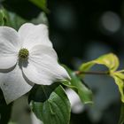 Sommerblüten