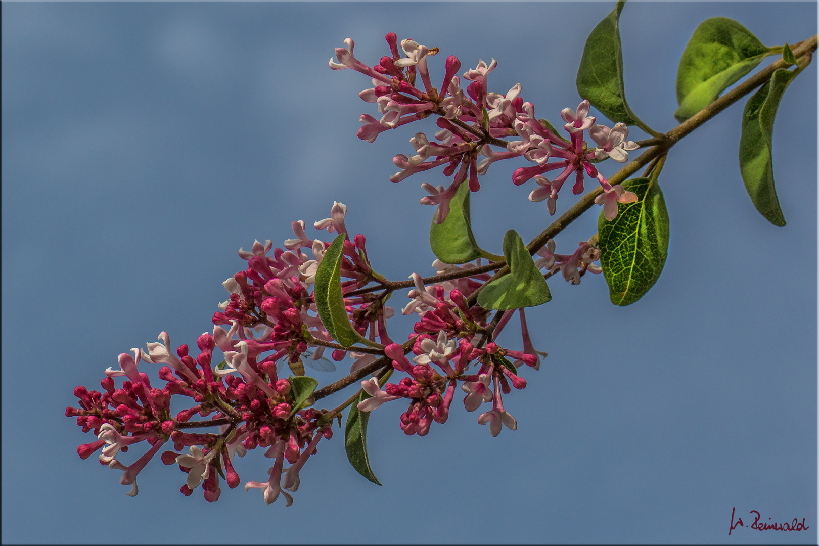 Sommerblüten