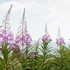 Sommerblüten