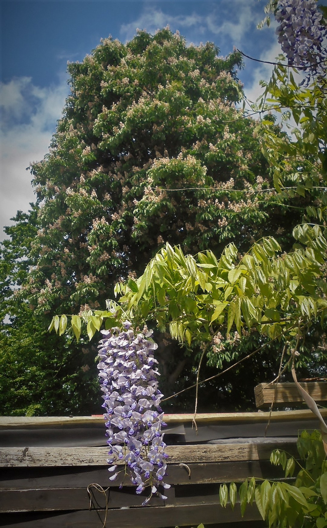 Sommerblüten